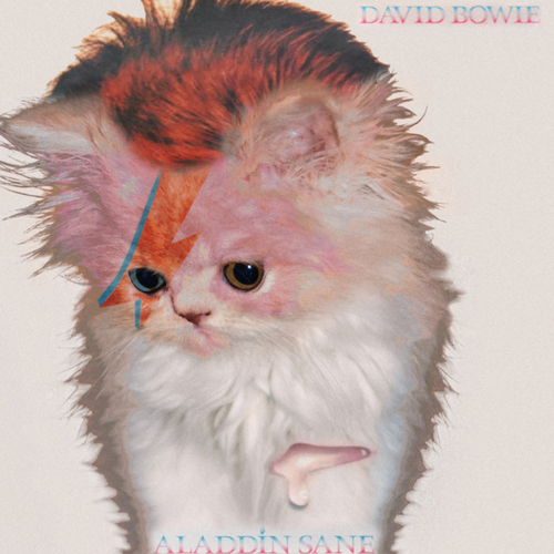 bowie-kitten