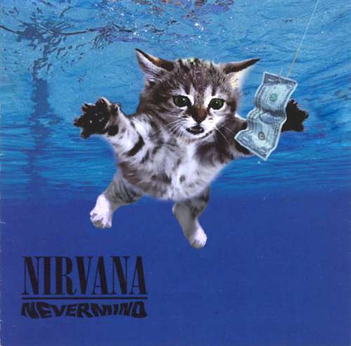the-kitten-covers-tumblr